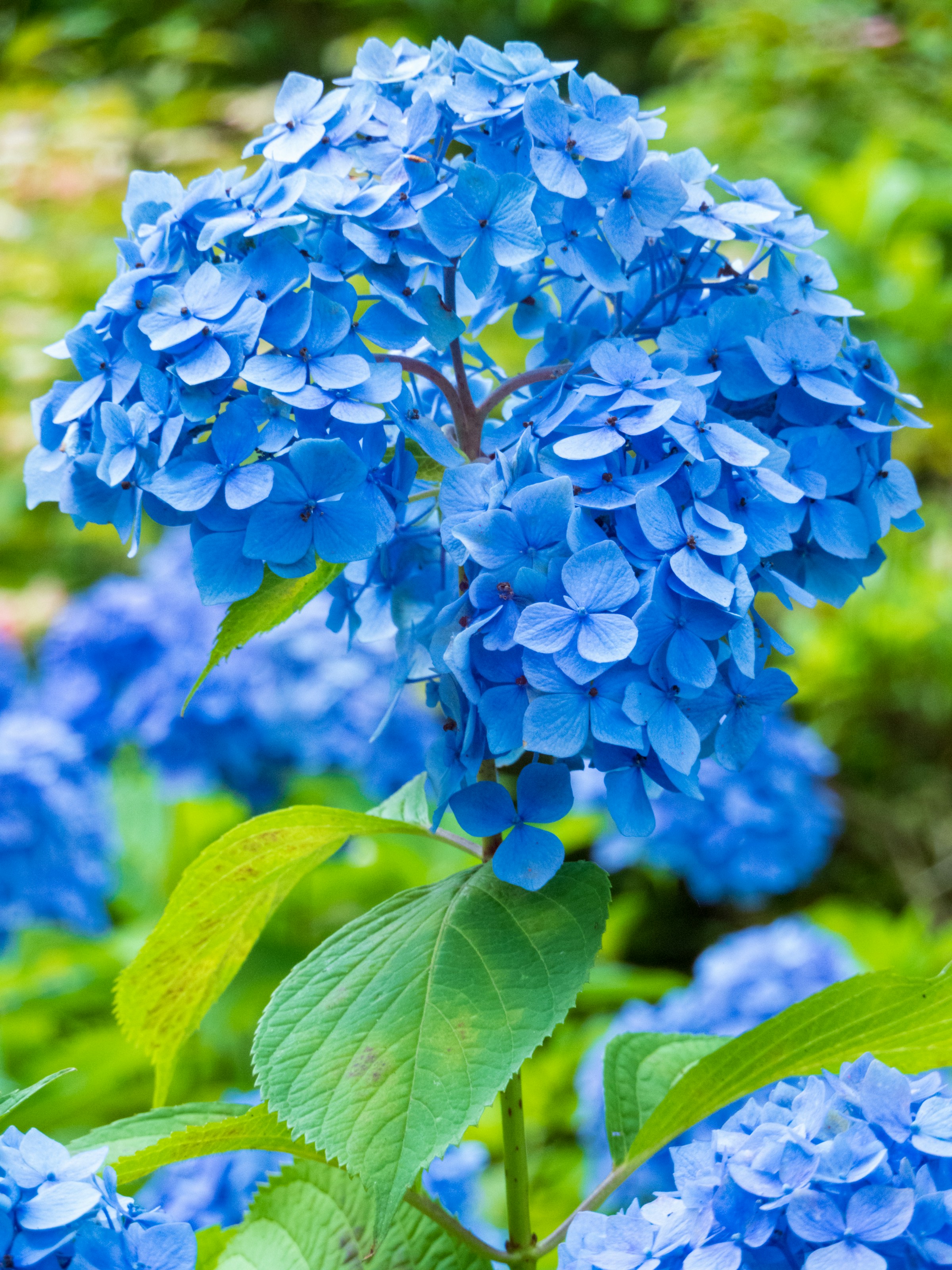 Blue Hydrangea Flowers