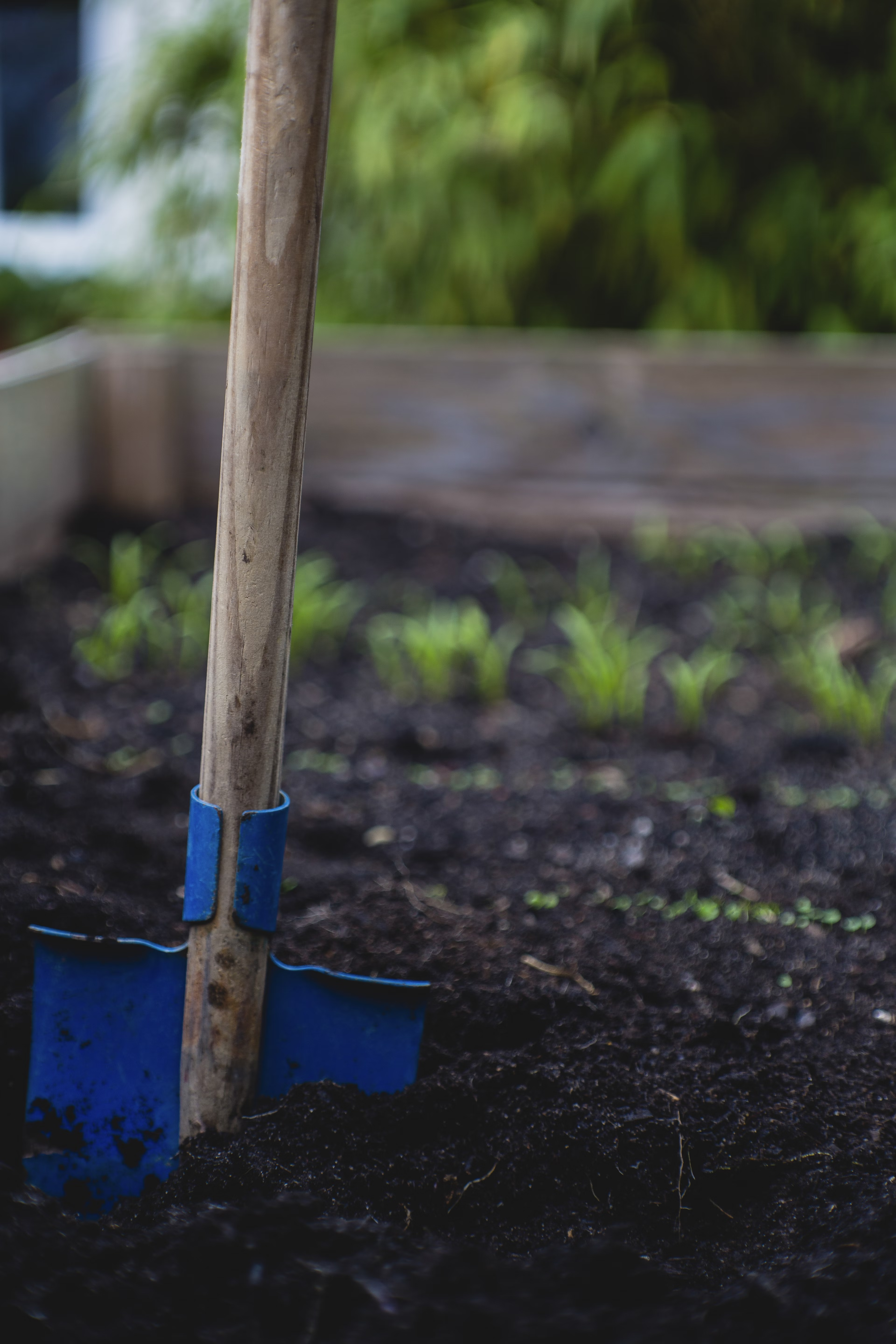 Garden bed after compost application, demonstrating proper layer thickness and plant spacing
