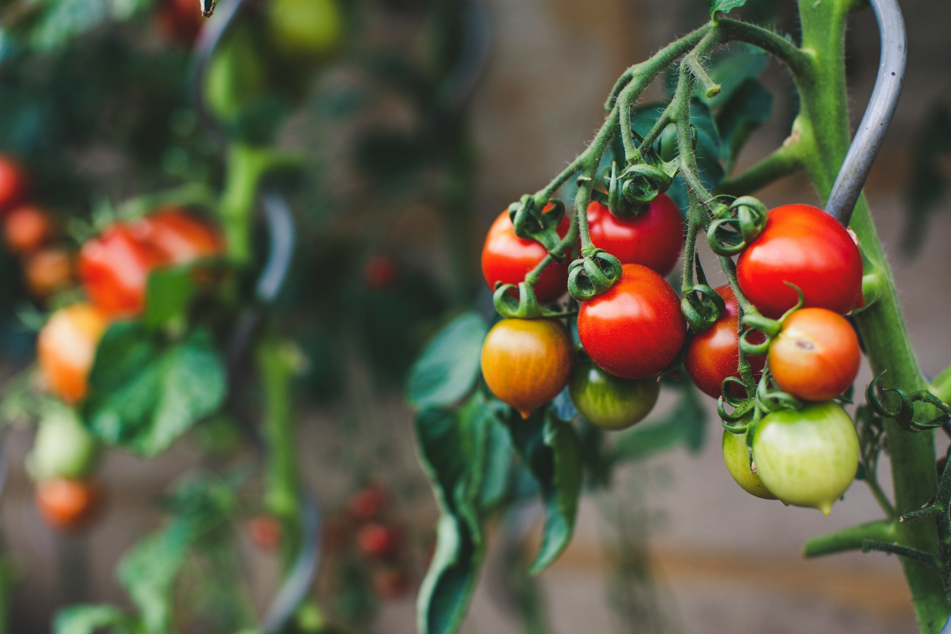 how to grow tomato plant
