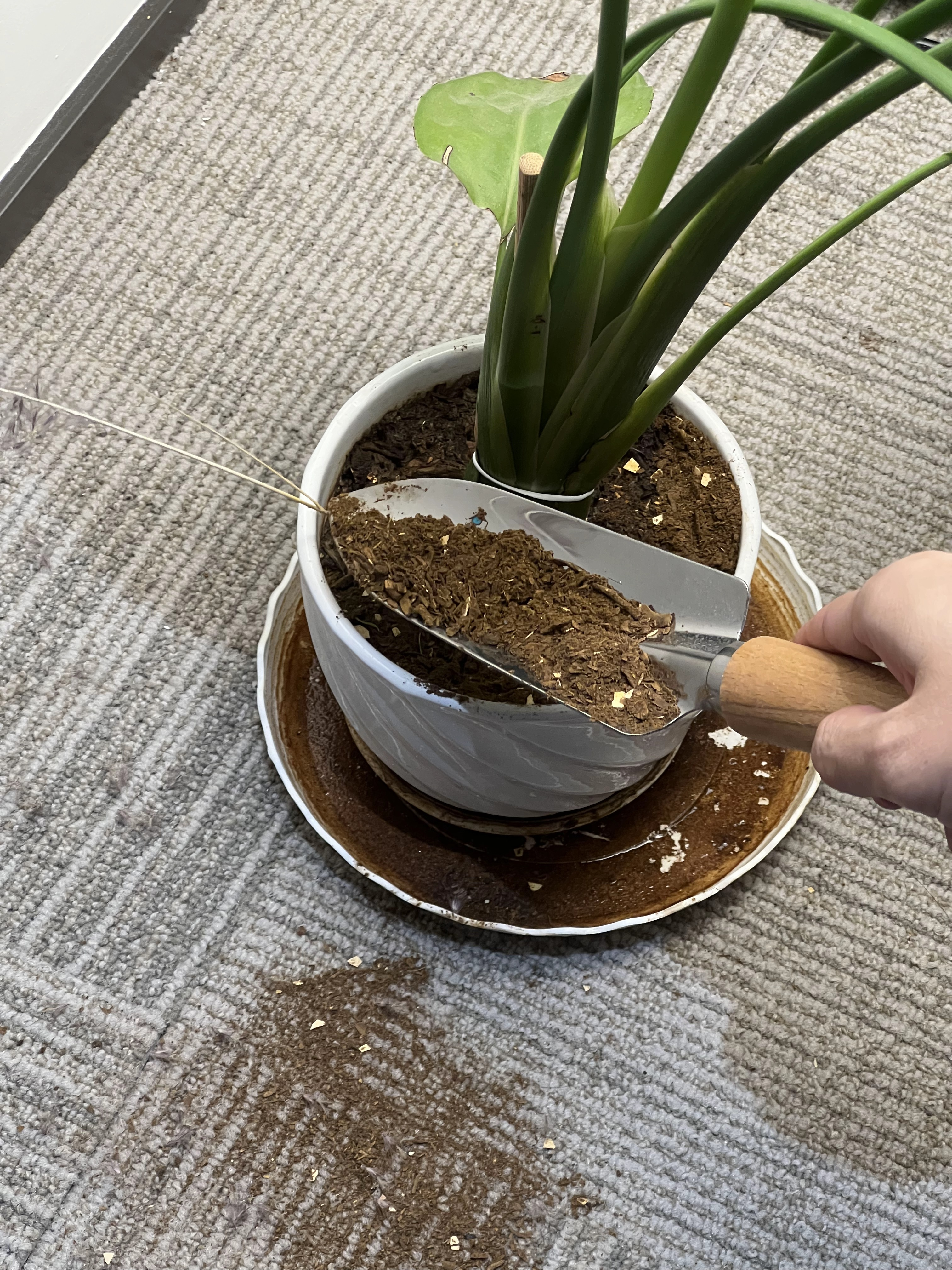 Before applying compost: potted plant with existing soil ready for top dressing
